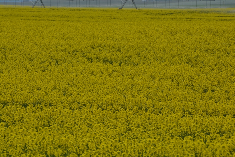 yellow fields
